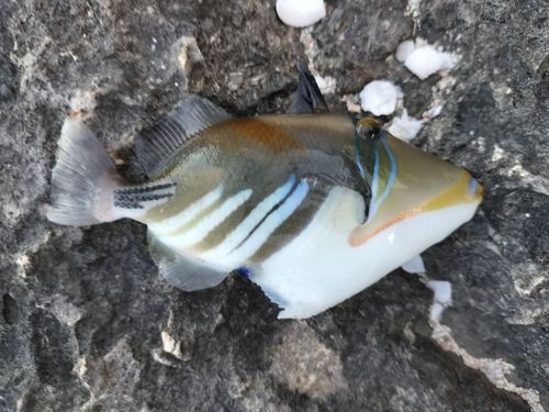 ムラサメモンガラの釣果