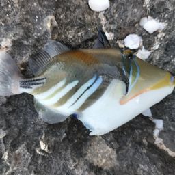 ムラサメモンガラ