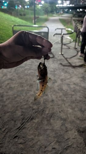 マハゼの釣果