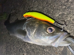 フッコ（マルスズキ）の釣果