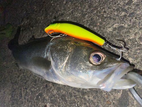 フッコ（マルスズキ）の釣果