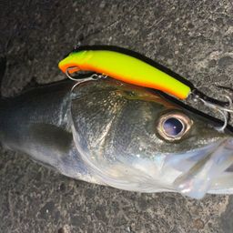 フッコ（マルスズキ）