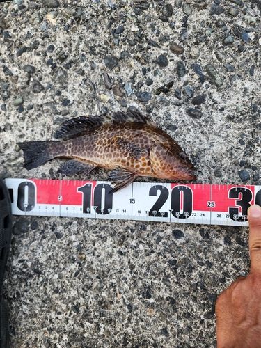 オオモンハタの釣果