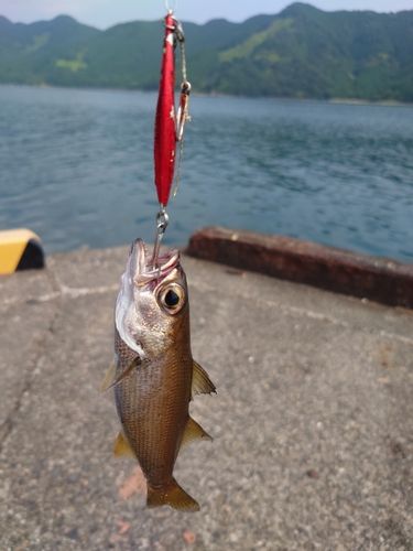 クロムツの釣果