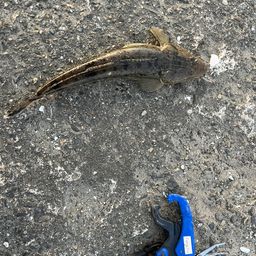 コチ
