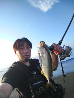 ショゴの釣果