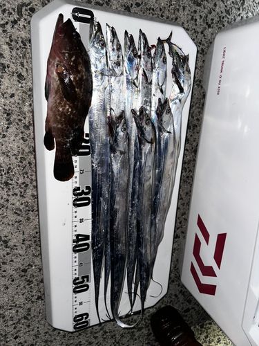 タチウオの釣果