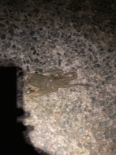 タコの釣果
