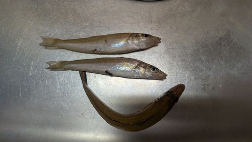 キスの釣果