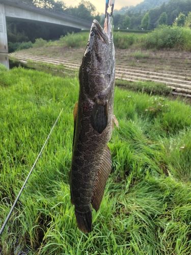 ライギョの釣果