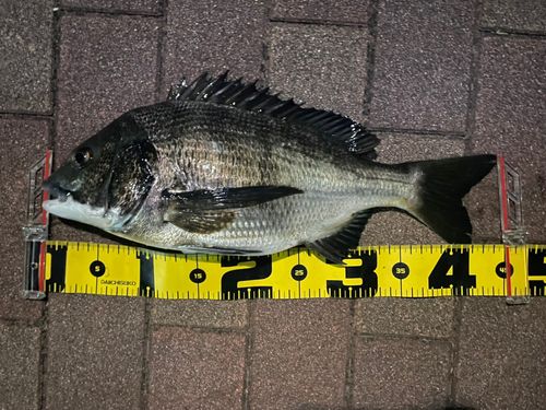 クロダイの釣果
