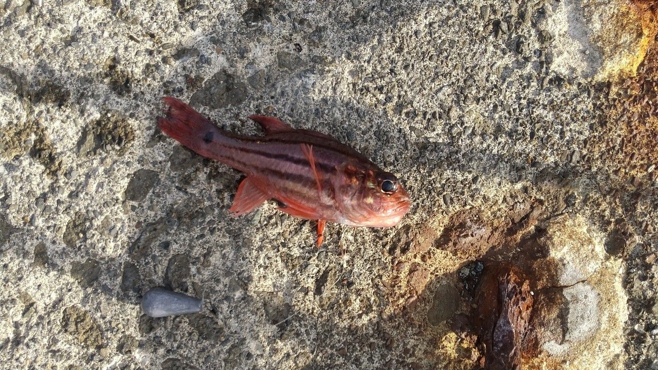 イシモチ