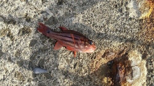 イシモチの釣果