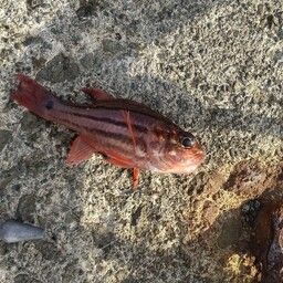 イシモチ
