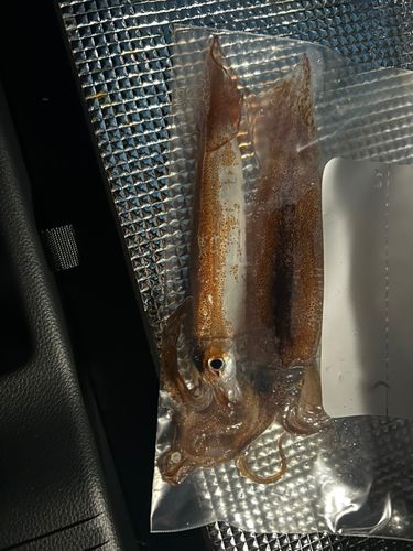 スルメイカの釣果