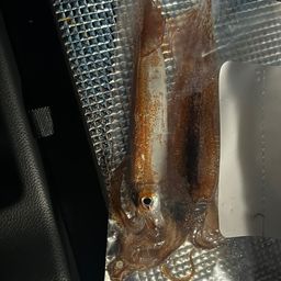 スルメイカ