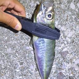 アジ
