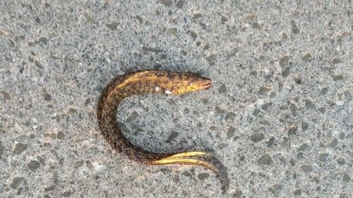 ウツボの釣果