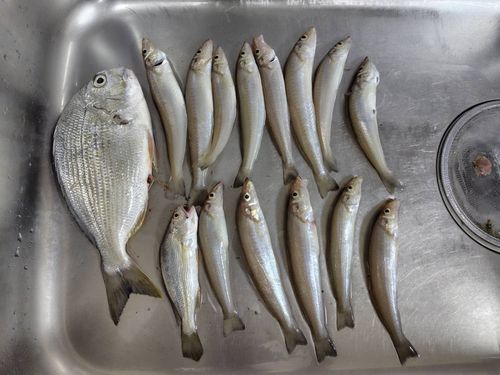 マゴチの釣果・釣り情報まとめ【2025年最新】 - アングラーズ