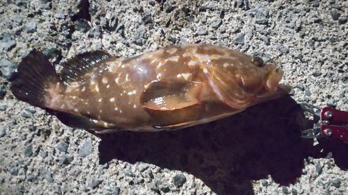 キジハタの釣果