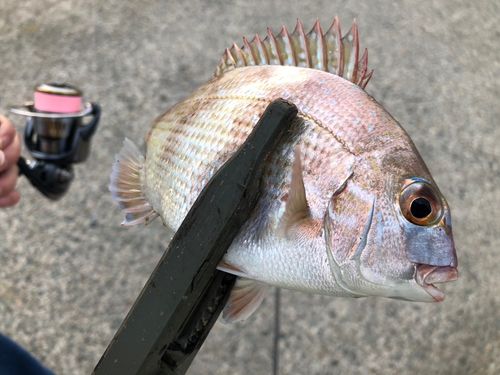 タイの釣果