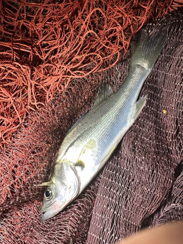 セイゴ（マルスズキ）の釣果