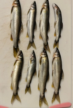 アユの釣果