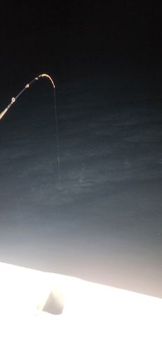 イカの釣果