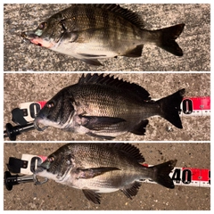 クロダイの釣果