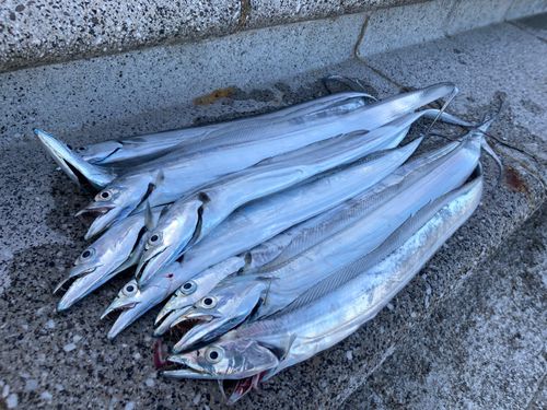 タチウオの釣果