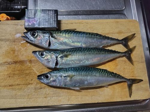 サバの釣果