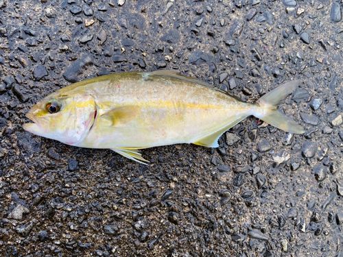 ショゴの釣果