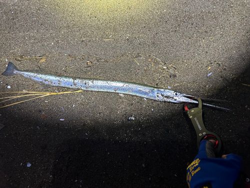 ダツの釣果