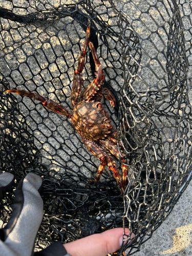 釣果