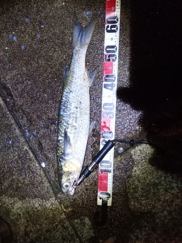 ボラの釣果