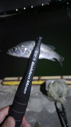 セイゴ（マルスズキ）の釣果