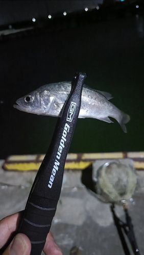 セイゴ（マルスズキ）の釣果