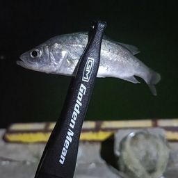 セイゴ（マルスズキ）