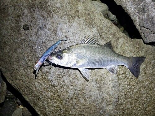 ヒラスズキの釣果