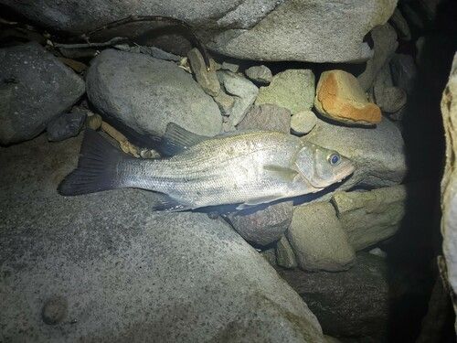 ヒラスズキの釣果