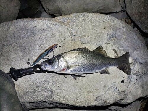 ヒラスズキの釣果