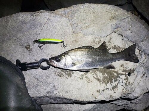 ヒラスズキの釣果