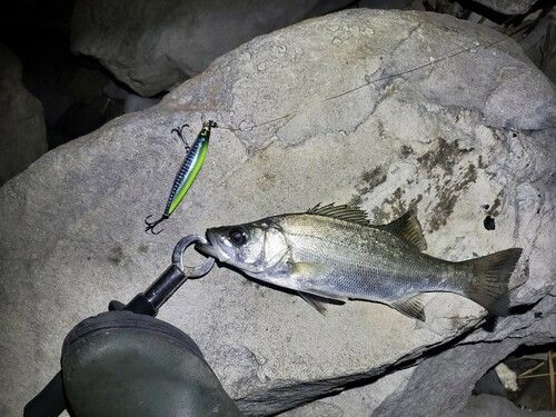 ヒラスズキの釣果