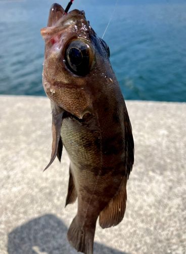 シロメバルの釣果