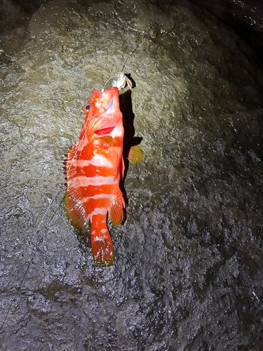 アカハタの釣果