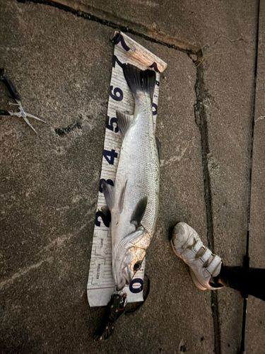 ヒラスズキの釣果