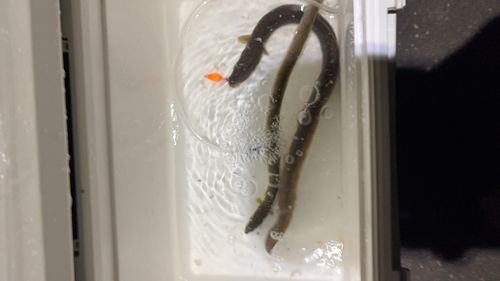 ウナギの釣果