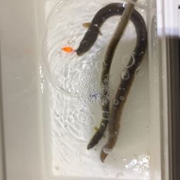 ウナギ