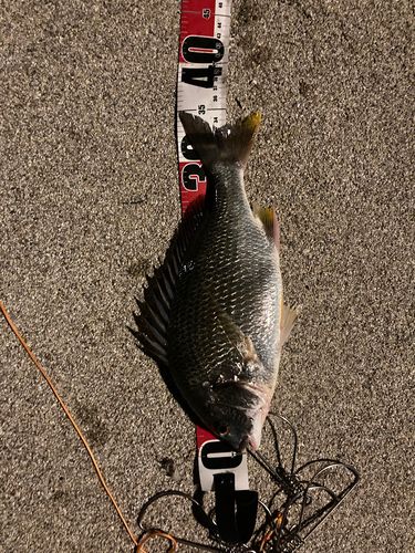 チヌの釣果
