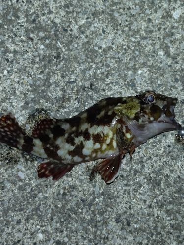 カサゴの釣果